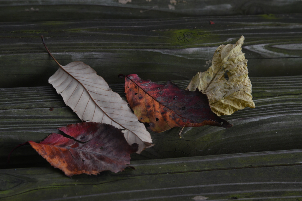 last　autumn 　④。。。！