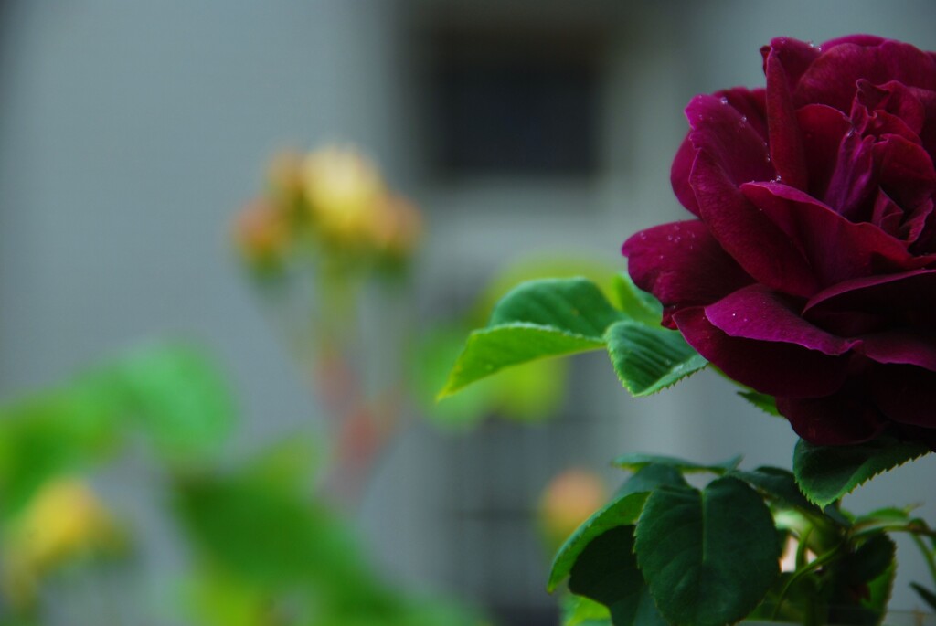 晩翠荘の黒いバラ。。。！