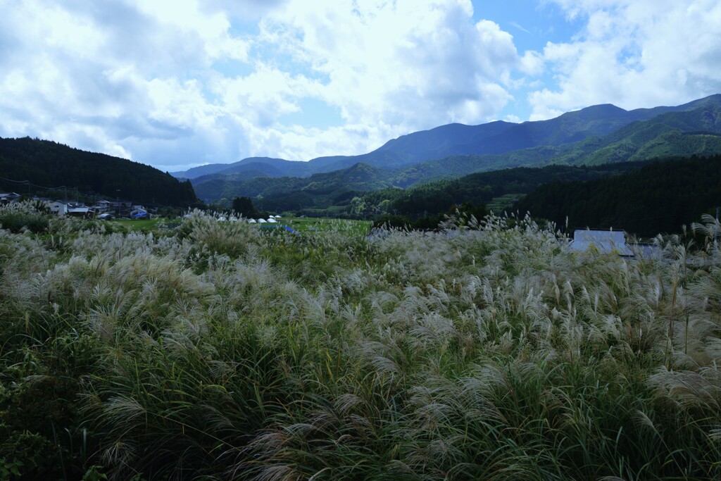 秋風に揺れて　①。。。！