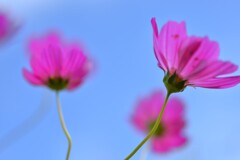 紅色小花　①。。。！