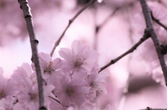 枝垂桜　①。。。！