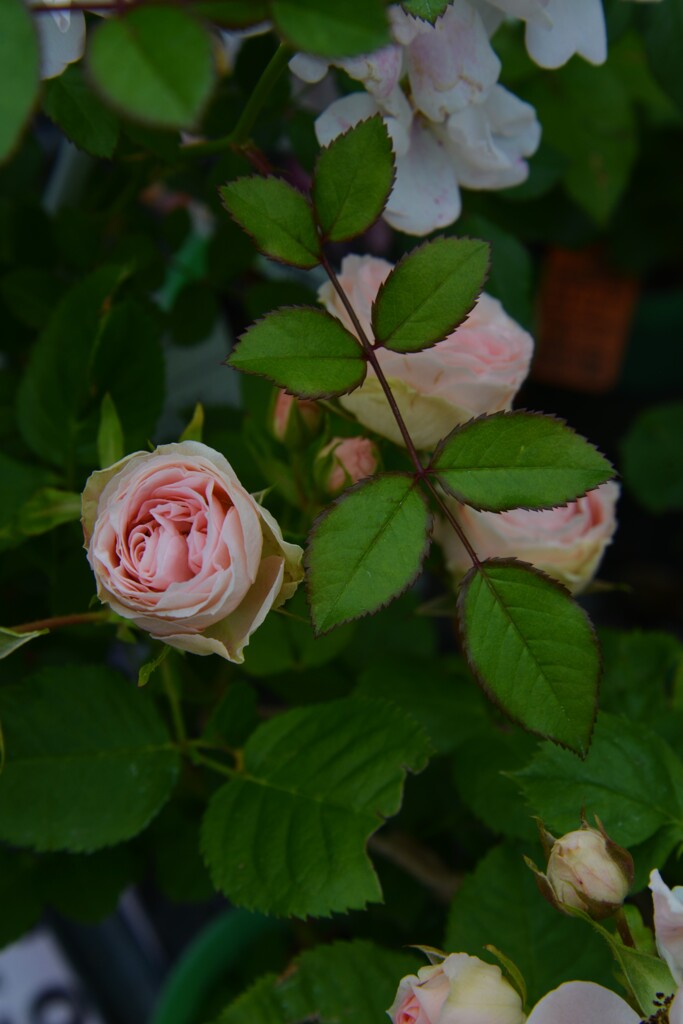 薔薇のつぶやき。。。！