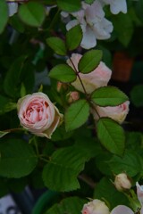 薔薇のつぶやき。。。！