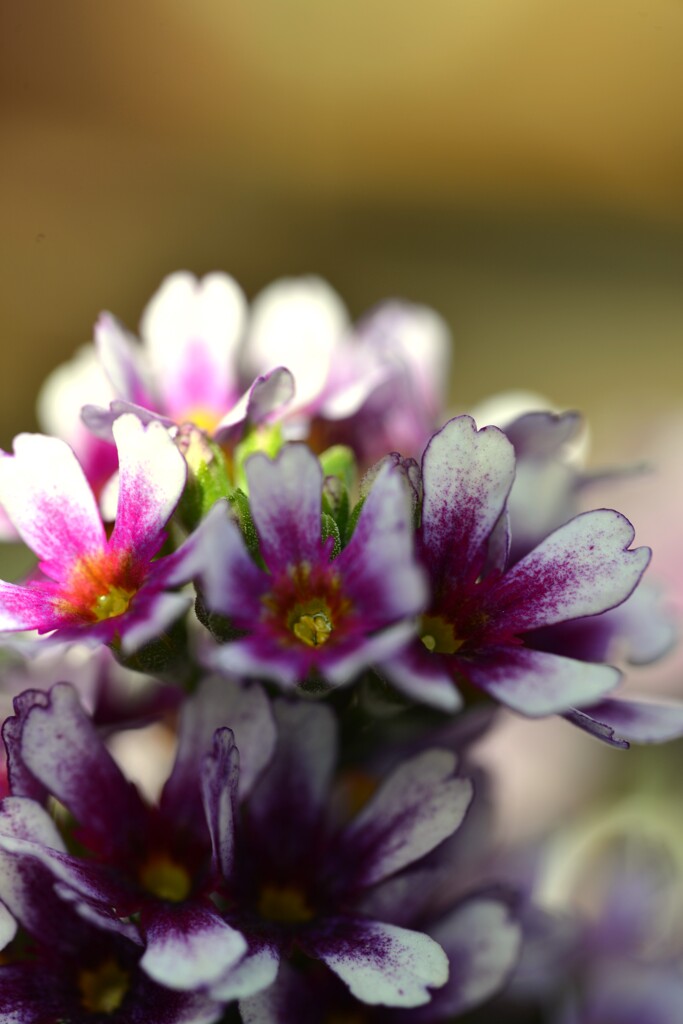 　立春．．花屋の店先にて　➂。。。！