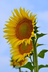 夏の元気いっぱい　②。。。！