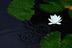 雨に浮かぶ白睡蓮　④。。。！