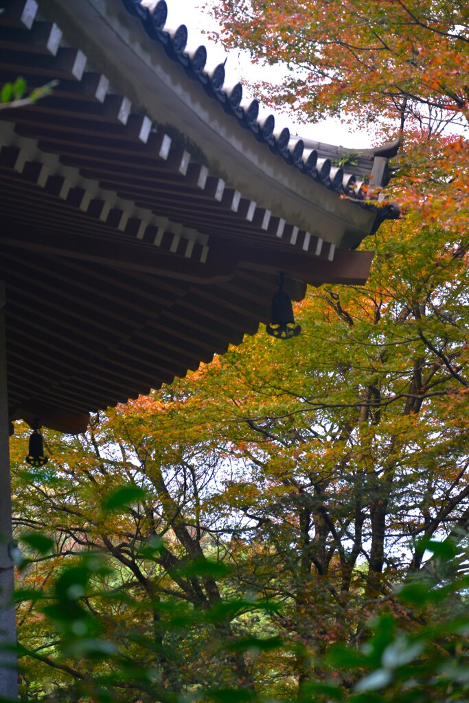 古刹②　西山興隆寺　⑤。。。！