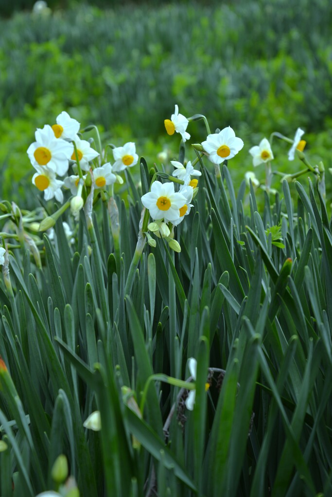 清らかな白水仙　➂。。。！