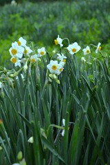 清らかな白水仙　➂。。。！