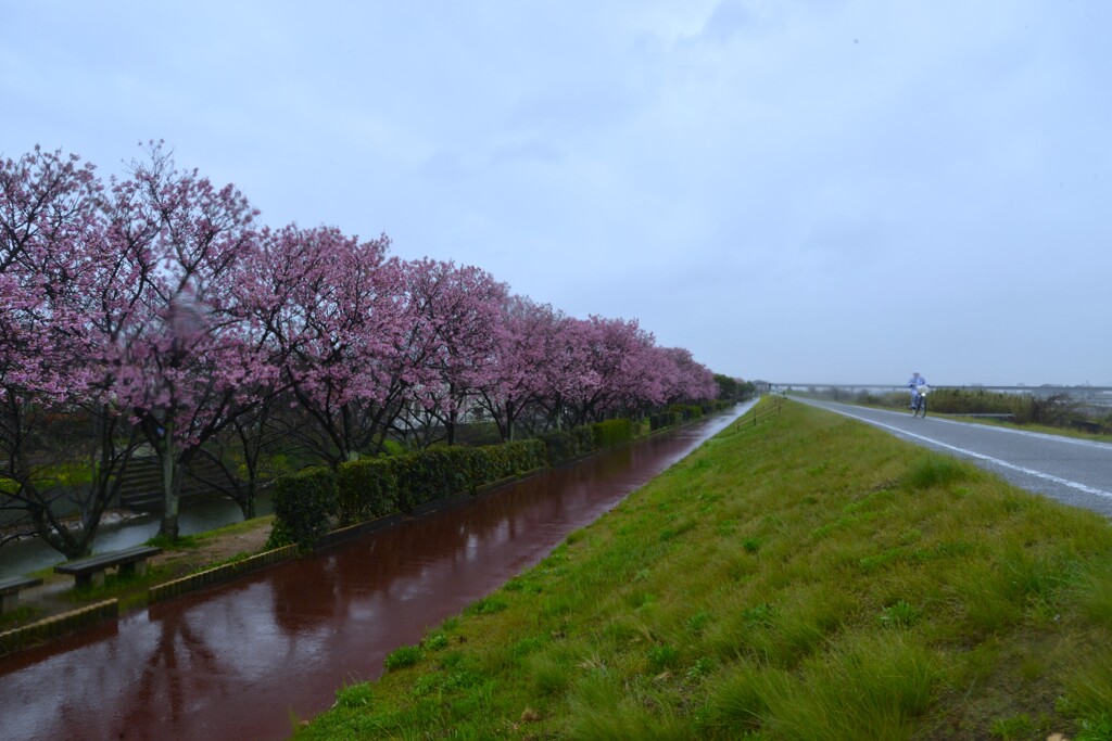 春が泣いてる　➁。。。！