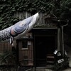 路地裏の鯉のぼり。。。！