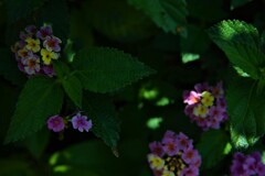 日陰の身。。。！