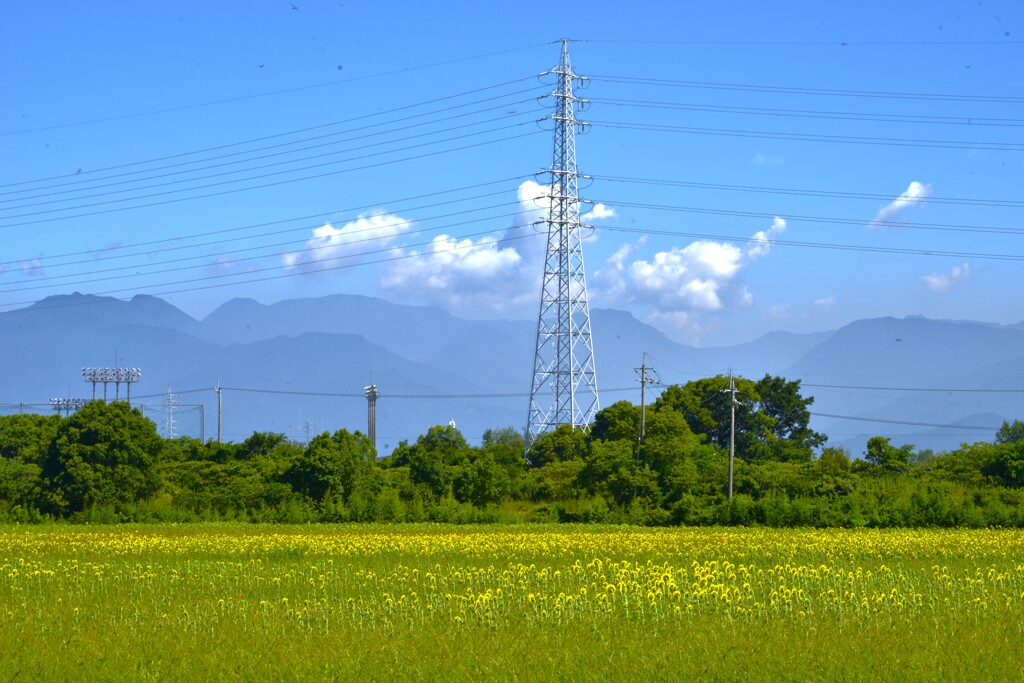 ひまわり畑と故郷の山　。。。！
