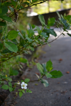 道端に　②。。。！
