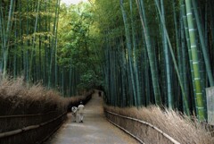 嵯峨野の小径。。。！