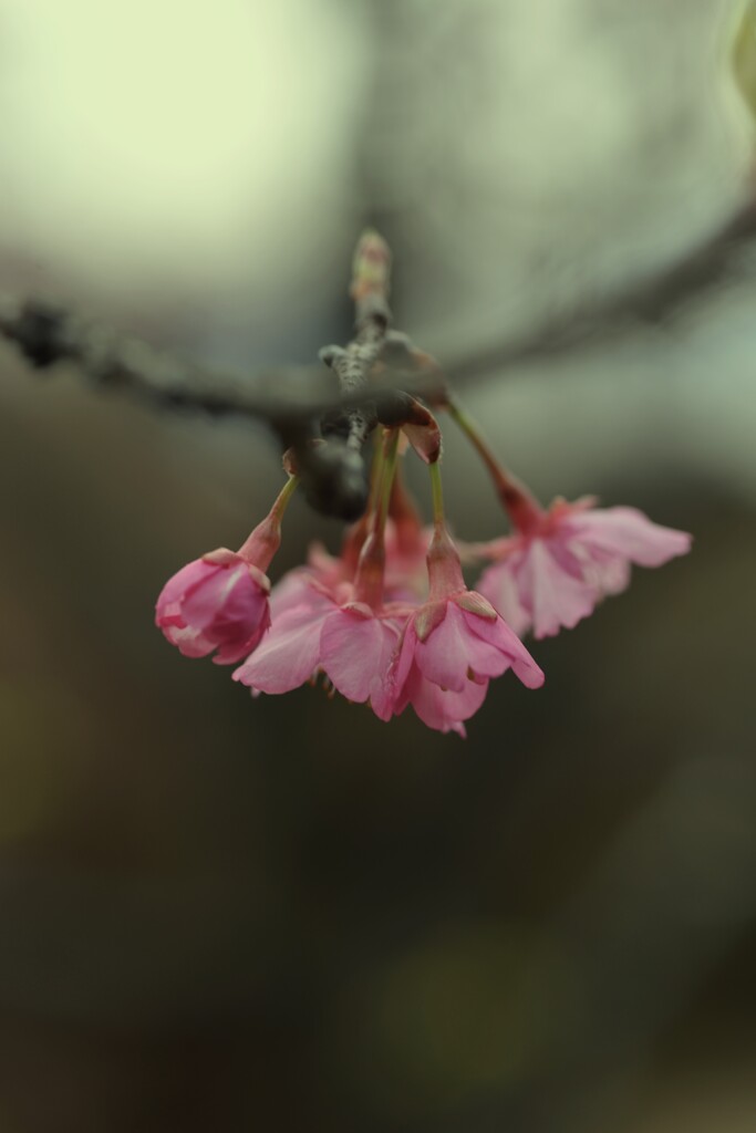 春の呼びかけ　➁。。。！