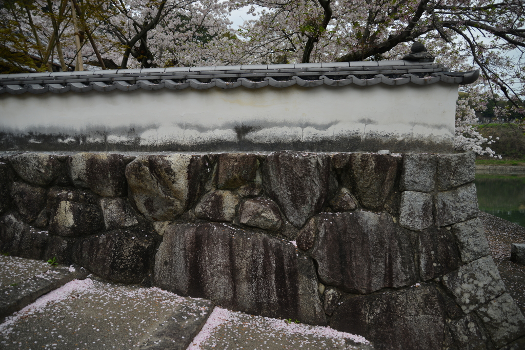 薄紅に染まる寺　⑤。。。！