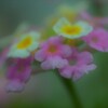 夏花彩色　④。。。！