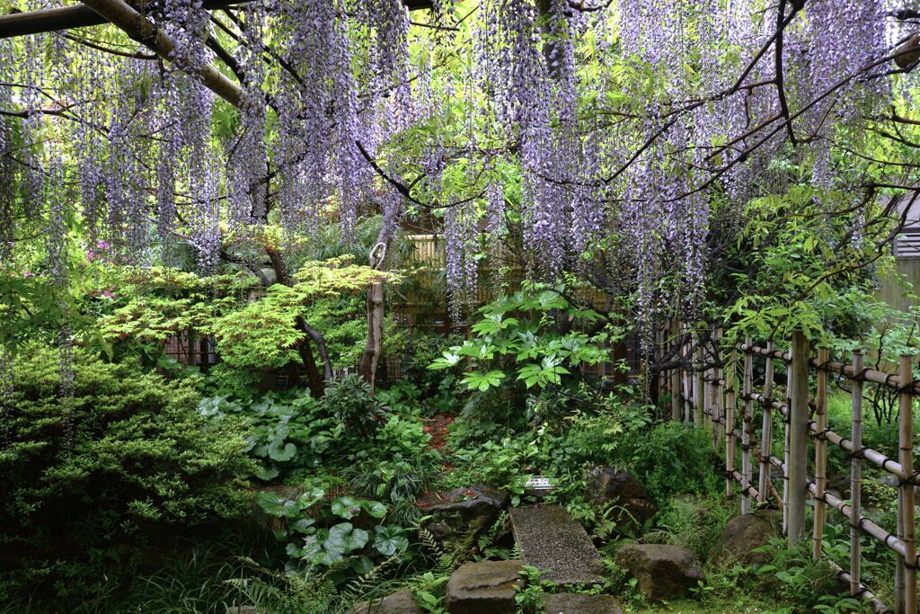紫の雨この庭に降りそそぐ。。。！