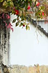 憂いの椿。。。！