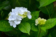 紫陽花の咲く村　⑥。。。！