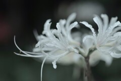 白い彼岸花　➂。。。！
