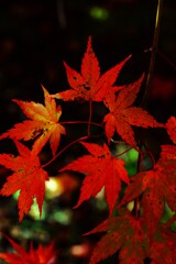 Red & yellow　➁。。。！
