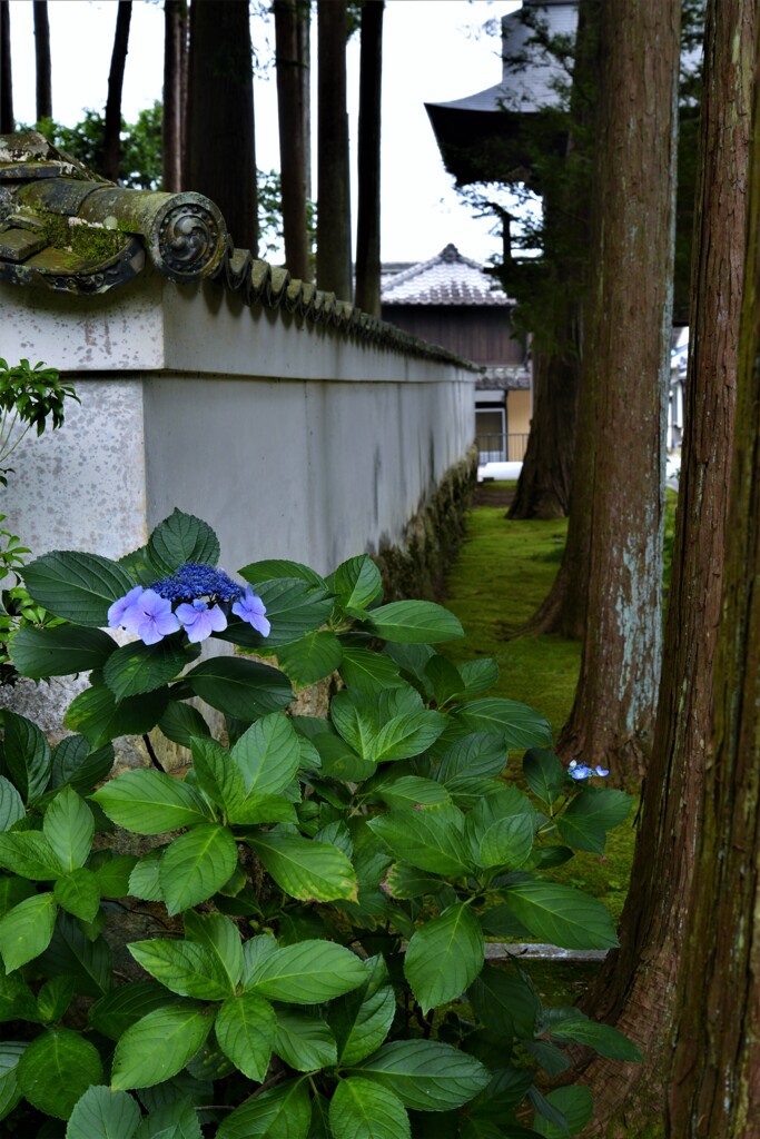 白壁とあじさい　④。。。！