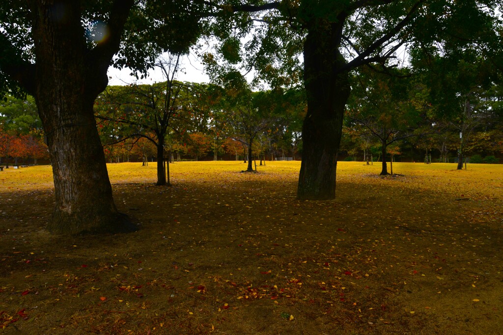 深秋の公園　➂。。。！