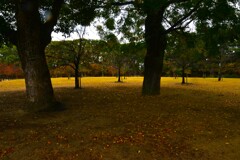 深秋の公園　➂。。。！