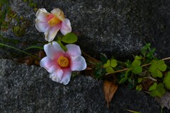 永遠の哀しみ　。。。！