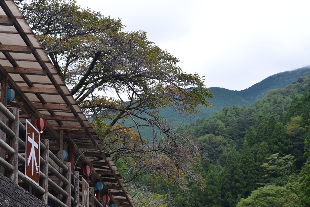 この秋を探して　⑦。。。！