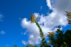 秋空百景　①。。。！