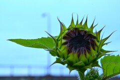 ヒマワリを撮る人　➂。。。！