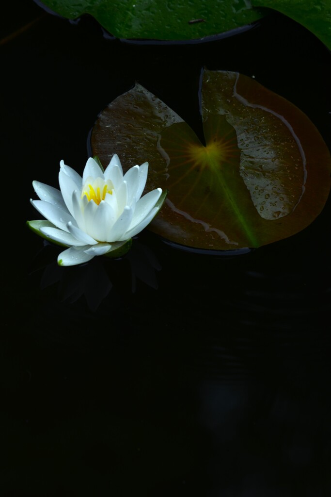 雨に浮かぶ白睡蓮　⑤。。。！