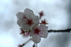 哀花．．雨に散る　①。。。！