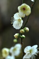 春玉．．大きく膨らんで　①。。。！