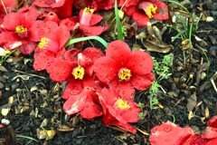 季節の悲哀。。。！