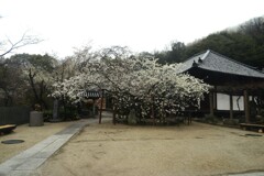 雨の大宝寺　➁。。。！