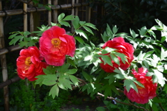 庚申庵の春花　①。。。！