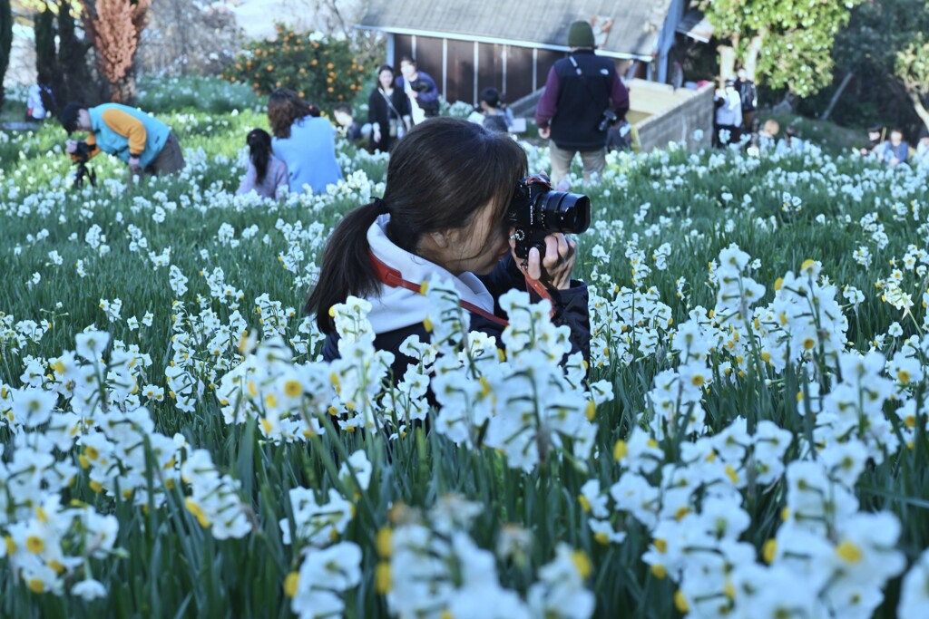 カメラ女子と水仙の丘　⑥。。。！