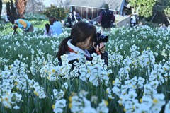 カメラ女子と水仙の丘　⑥。。。！