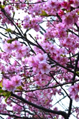 さくらが降る日　①。。。！