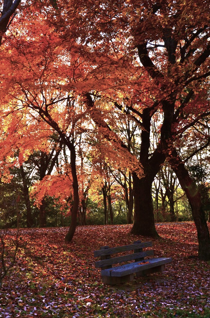 秋のベンチ　。。。！