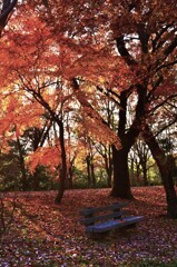 秋のベンチ　。。。！