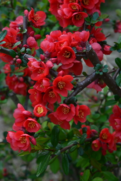 桜だけが花じゃない　④。。。！