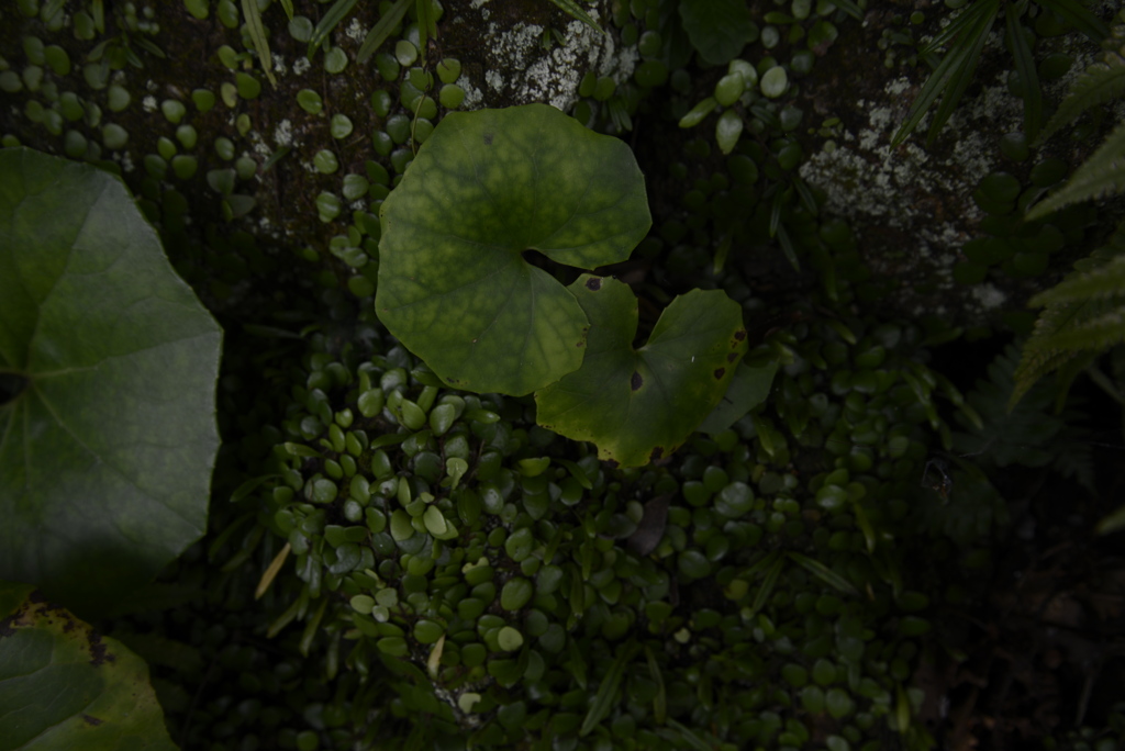牧野植物園にて　①　。。。！