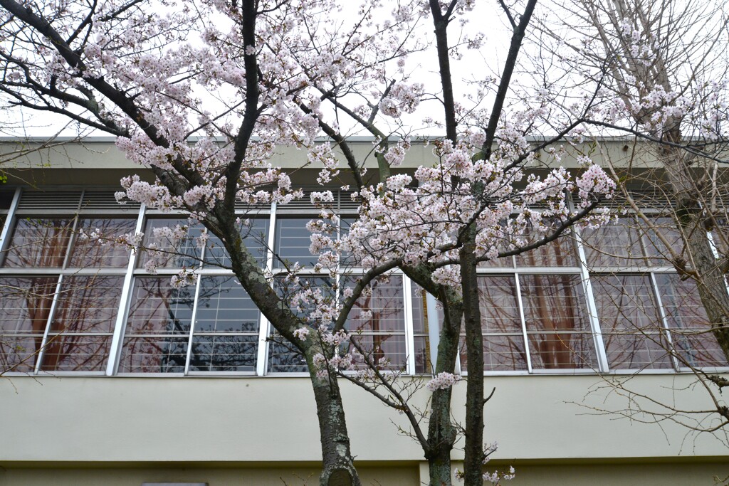 裏路地に咲く　⑥。。。！