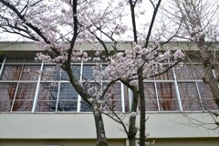 裏路地に咲く　⑥。。。！