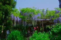 妖艶な紫雲　①。。。！